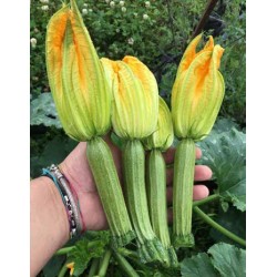 ZUCCHINO STRIKE S119 HF1 N/TRAT 1000SEMI