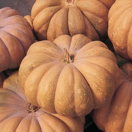 ZUCCA MUSQUEE DE PROVENCE TRAT - NN TRAT