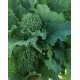 CIMA DI RAPA MARZATICO KG. 25