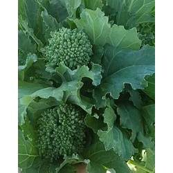 CIMA DI RAPA MARZATICO KG. 25