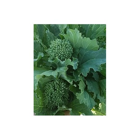 CIMA DI RAPA MARZATICO KG. 25