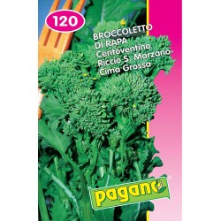 CIMA DI RAPA 120 KG. 5